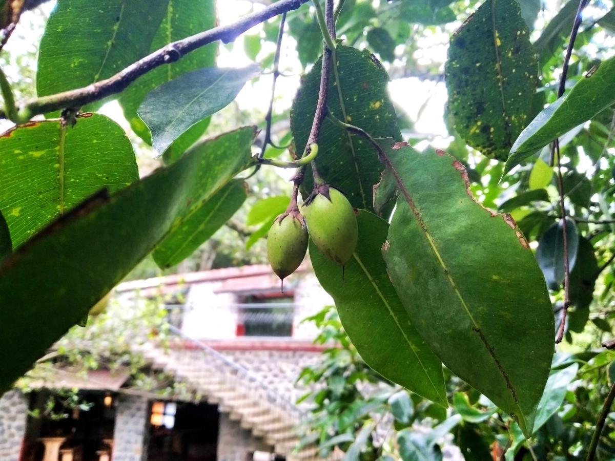 Bed and Breakfast Wildernest Thekkady Zewnętrze zdjęcie
